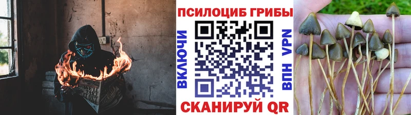 Псилоцибиновые грибы Cubensis  Москва 